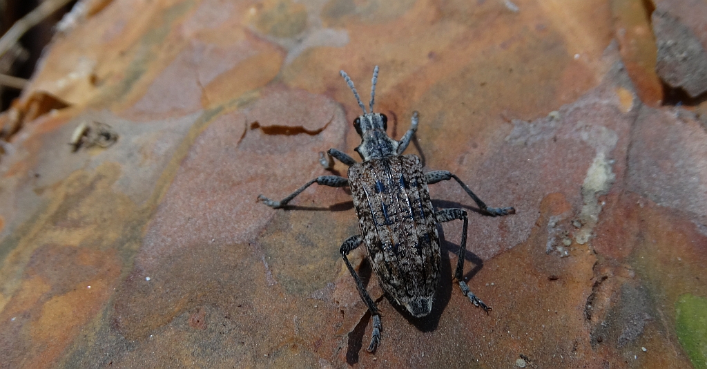 Rębacz sosnowiec, rębacz pstry (Rhagium inquisitor)