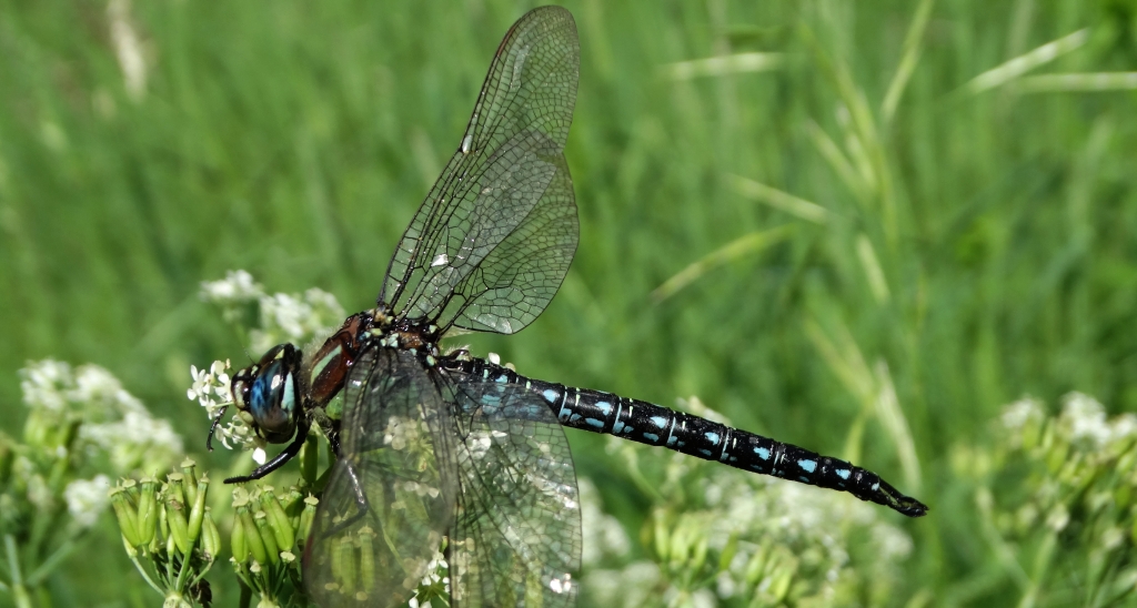 Żagniczka zwyczajna, żagniczka pospolita, żagniczka wiosenna (Brachytron pratense)