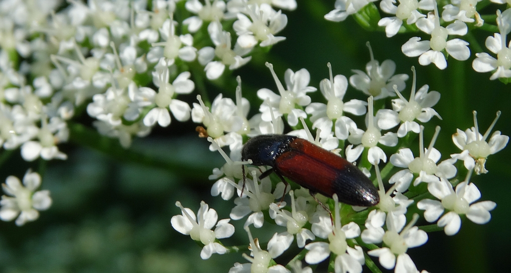 Sprężyk - Ampedus balteatus