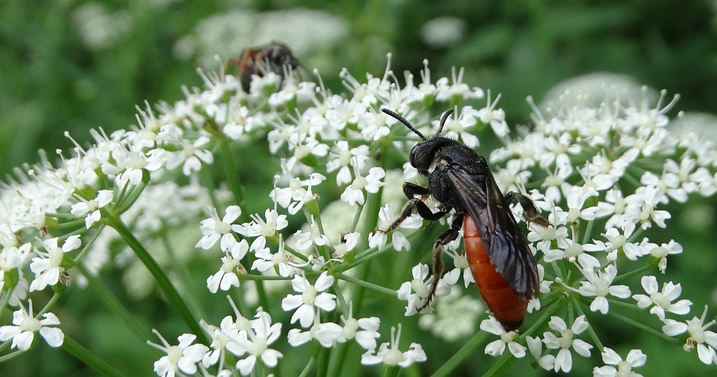 Nęczyn lepiarkowiec (Sphecodes albilabris)