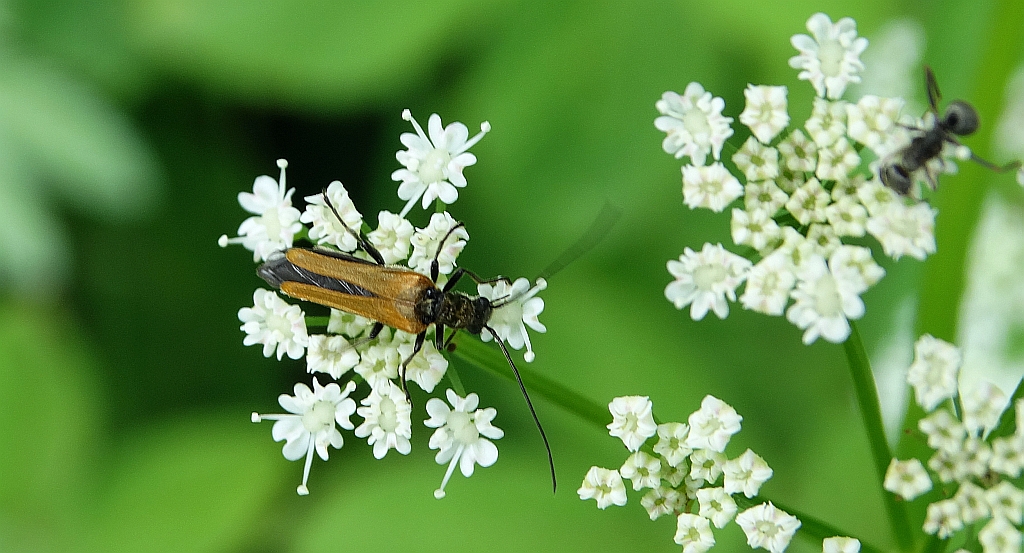 Oedemera femorata - z rodziny zaleszczycowatych