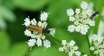 Oedemera femorata - z rodziny zaleszczycowatych