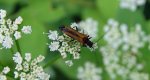 Oedemera femorata - z rodziny zaleszczycowatych