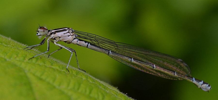 Nimfa stawowa (Enallagma cyathigerum)