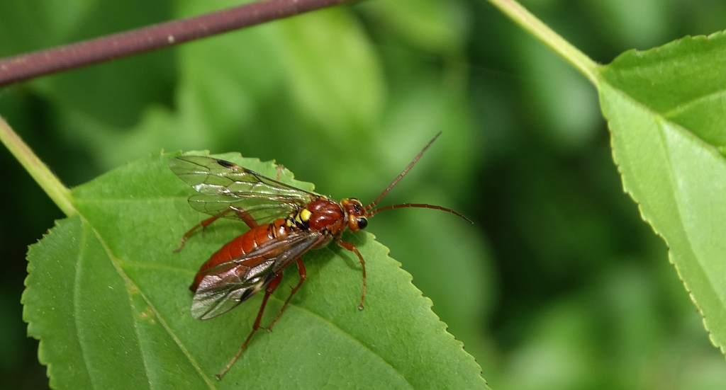 Tenthredopsis sordida