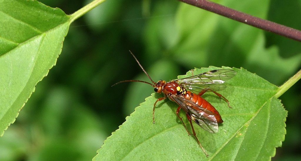 Tenthredopsis sordida