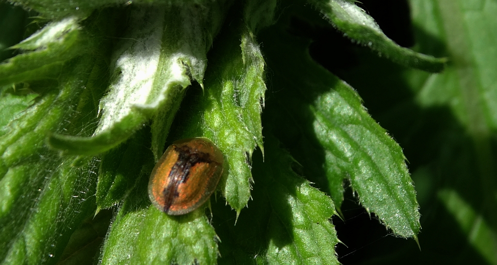 Tarczyk łopianowy (Cassida vibex)