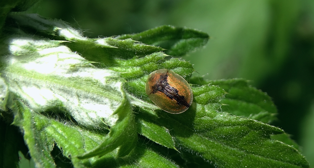 Tarczyk łopianowy (Cassida vibex)