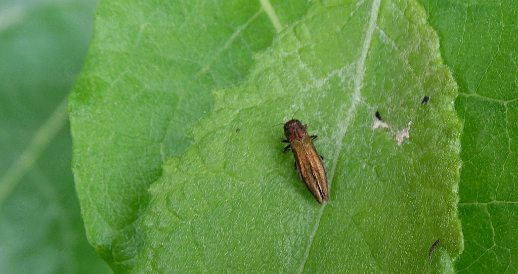 Opiętek zielony (Agrilus viridis)