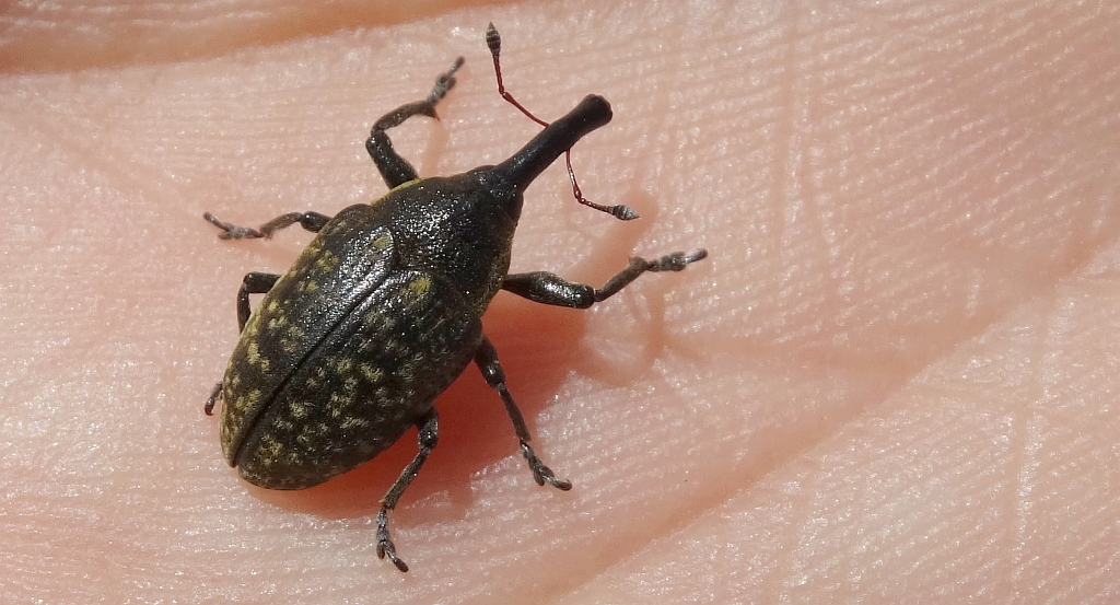 Larinus (Phyllonomeus) sturnus