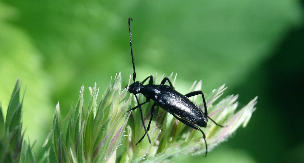 Strangalia czarna (Stenurella nigra)