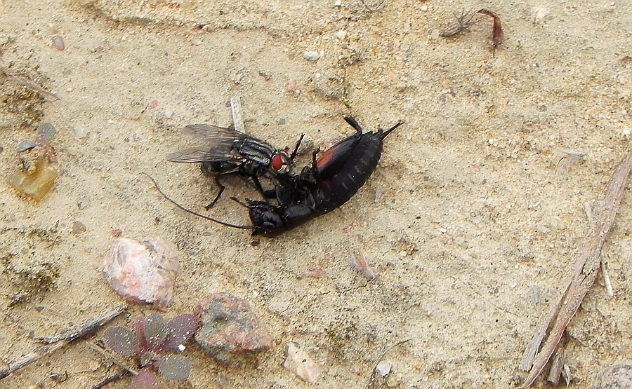 Ścierwica mięsówka (Sarcophaga carnaria) i świerszcz polny (Gryllus campestris)