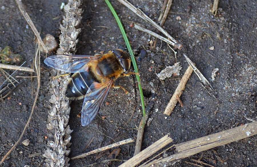 Eristalis arbustorum