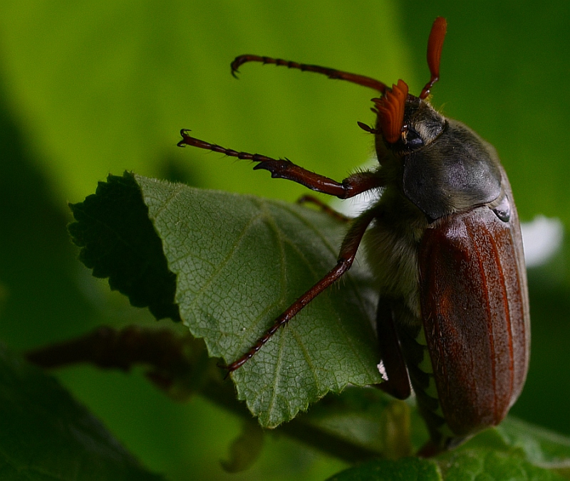 Chrabąszcz majowy (Melolontha melolontha)
