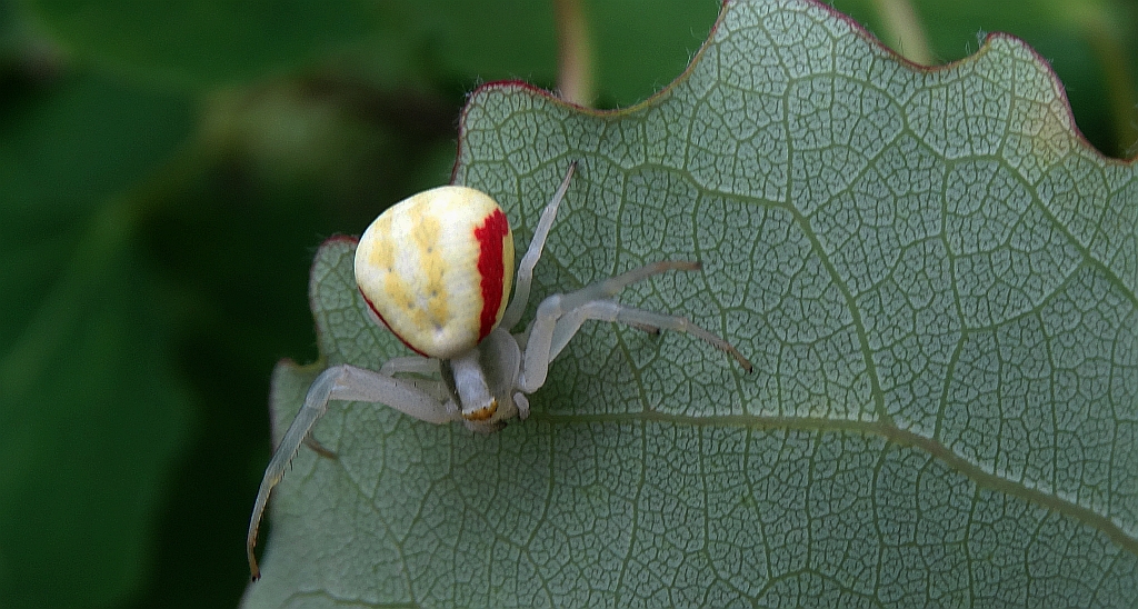 Kwietnik (Misumena vatia)