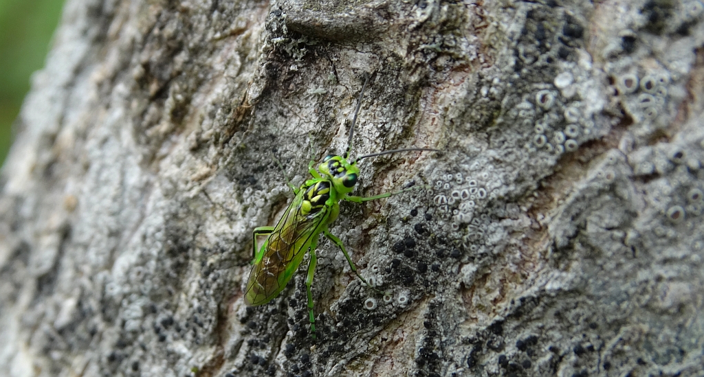 Szczerbatek zielony (Rhogogaster viridis)