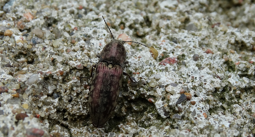 Podrzut myszaty (Agrypnus murinus)