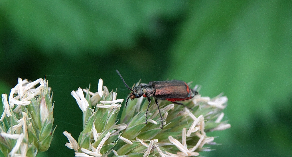 Bęblik dwuplamek (Malachius bipustulatus)