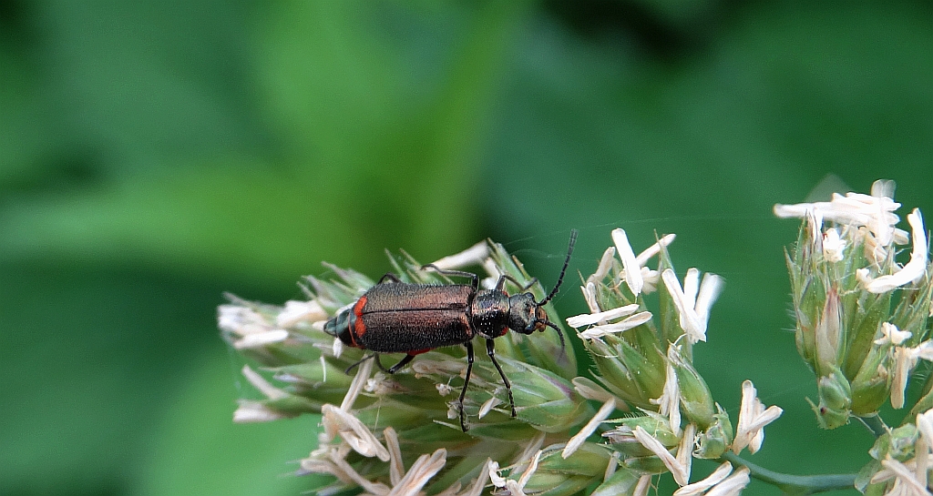 Bęblik dwuplamek (Malachius bipustulatus)