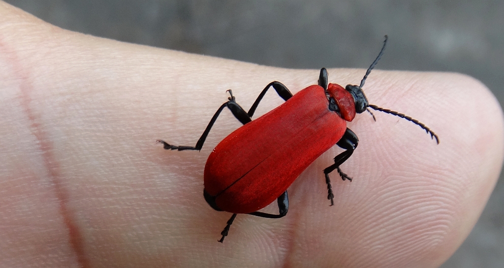Ogniczek większy (Pyrochroa coccinea)