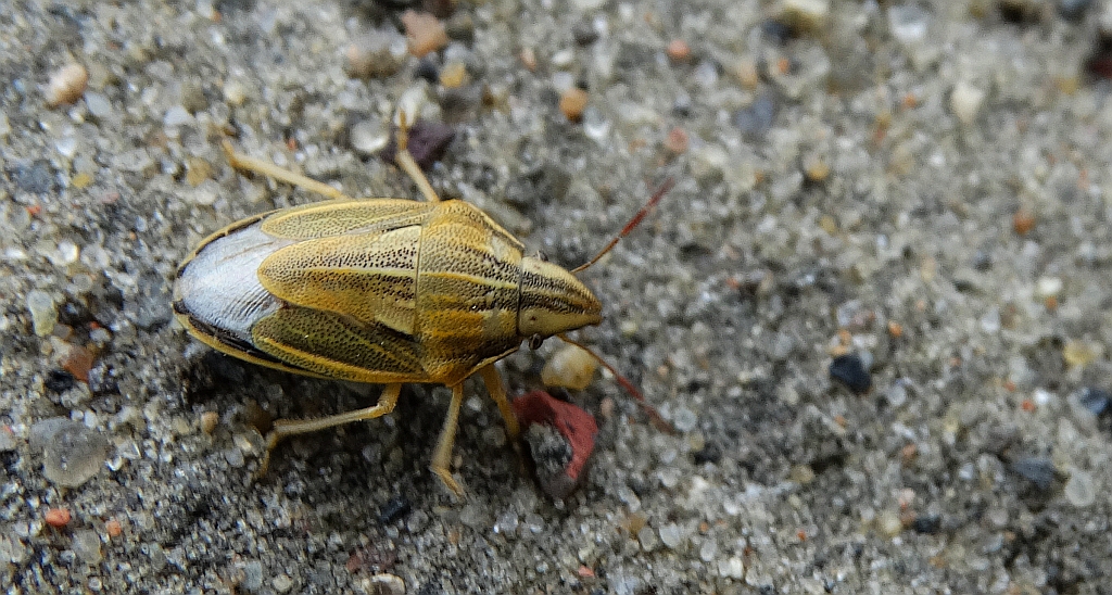 Lednica zbożowa (Aelia acuminata)