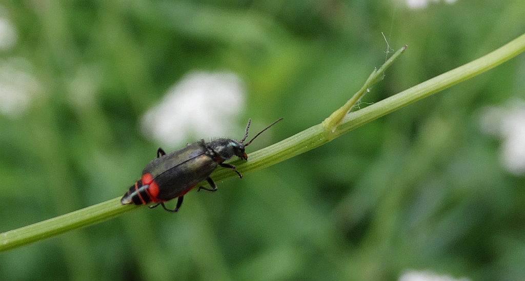 Bęblik dwuplamek (Malachius bipustulatus)