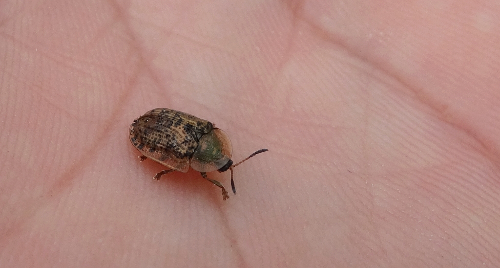 Tarczyk mgławy, tarczyk buraczany (Cassida nebulosa)