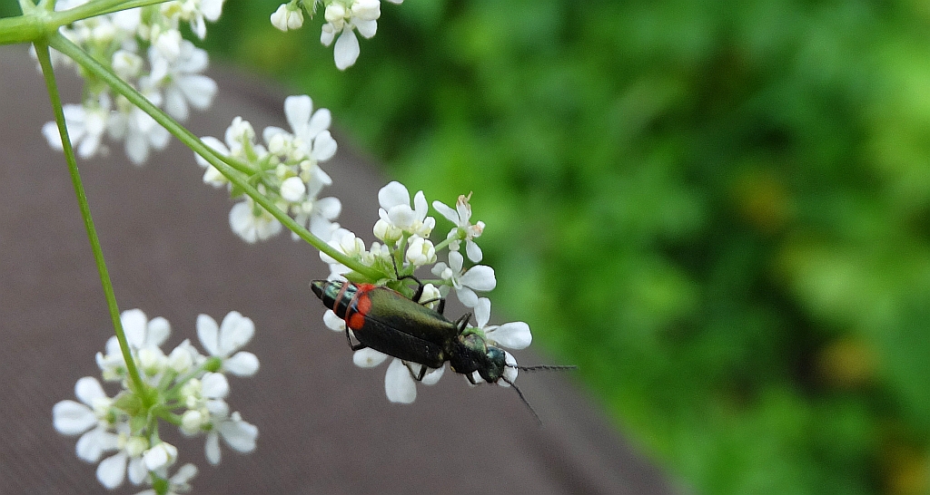 Bęblik dwuplamek (Malachius bipustulatus)
