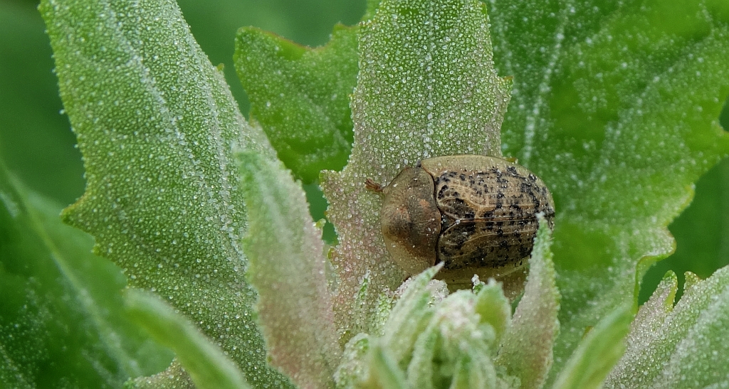 Tarczyk mgławy, tarczyk buraczany (Cassida nebulosa)