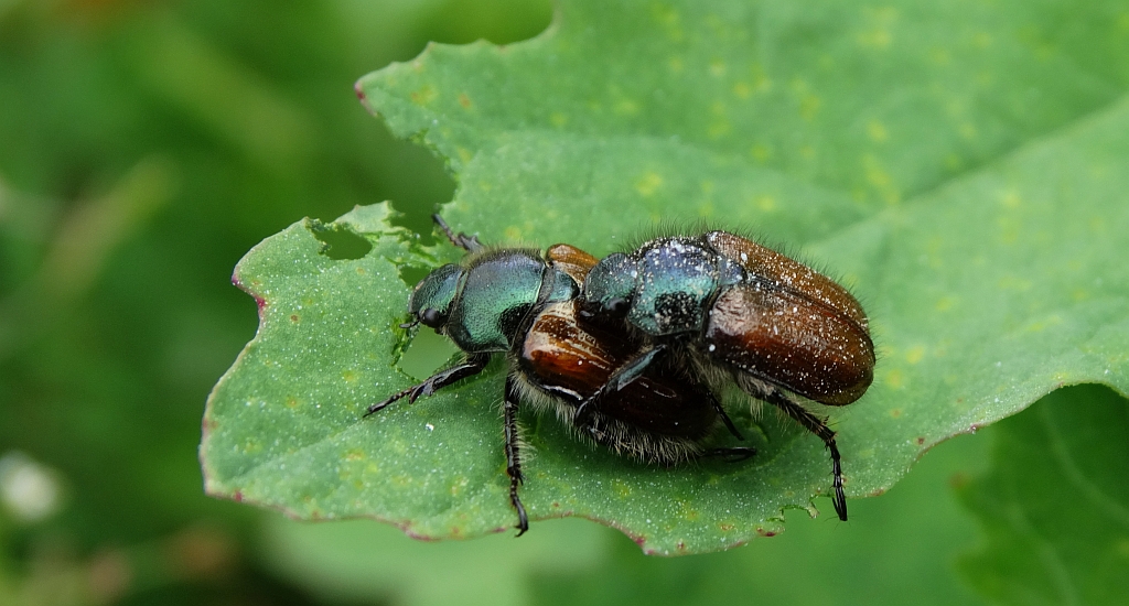 Ogrodnica niszczylistka (Phyllopertha horticola)
