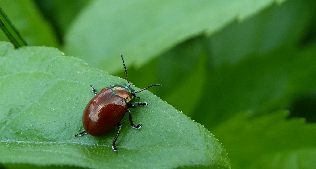Chrysolina (Erythrochrysa) polita