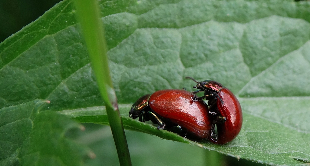 Chrysolina (Erythrochrysa) polita