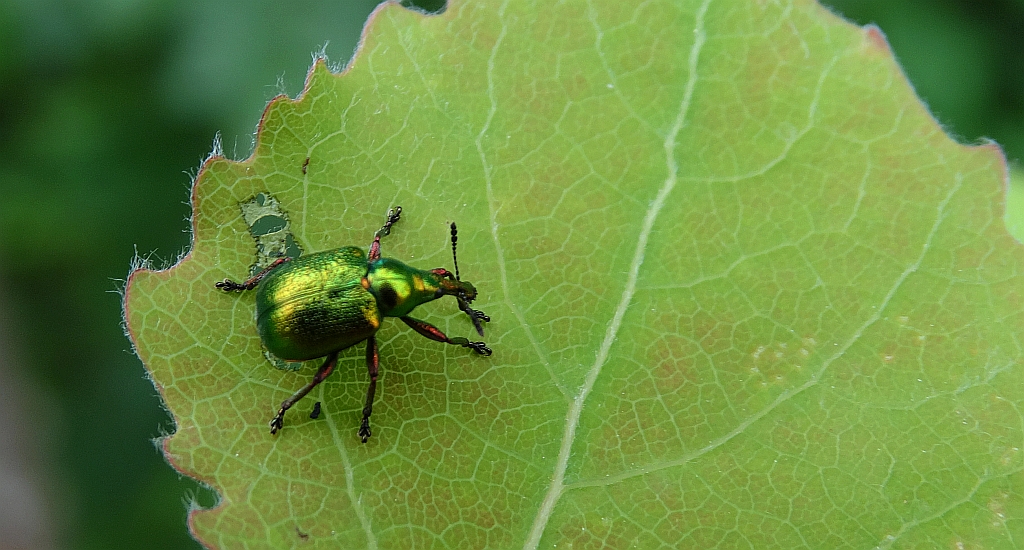 Tutkarz złocisty (Rhynchites auratus)