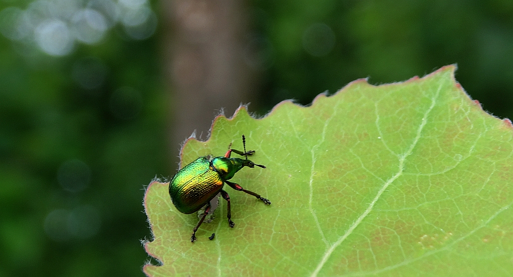 Tutkarz złocisty (Rhynchites auratus)