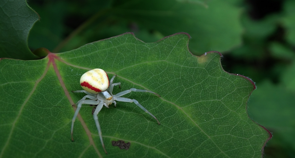 Kwietnik (Misumena vatia)