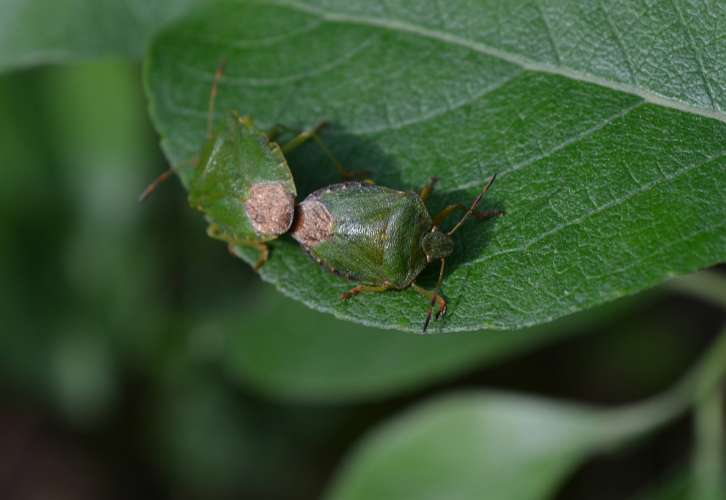 Odorek zieleniak (Palomena prasina)