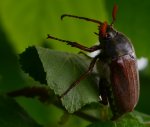 Chrabąszcz majowy (Melolontha melolontha)