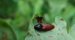 Sprężyk sosnowy (Elater sanguineus)