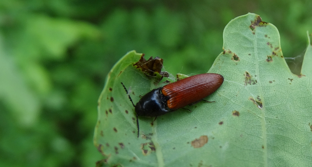 Sprężyk sosnowy (Elater sanguineus)