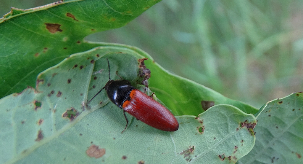 Sprężyk sosnowy (Elater sanguineus)