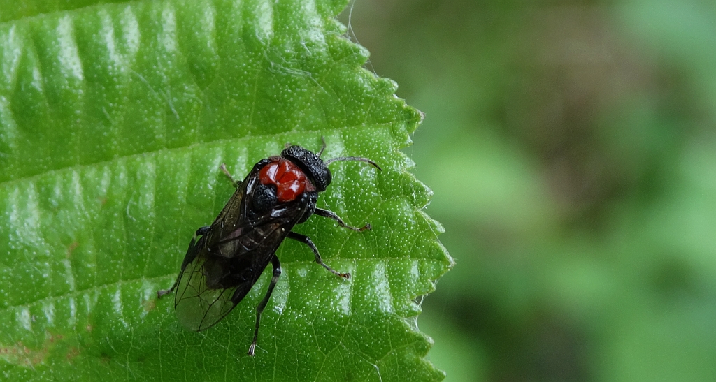 Olszanica dwubarwna (Eriocampa ovata)