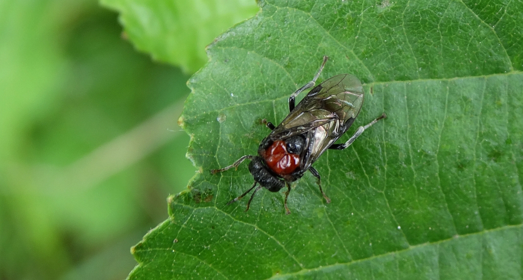 Olszanica dwubarwna (Eriocampa ovata)