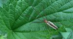 Kwadratnik trzcinowy (Tetragnatha extensa)