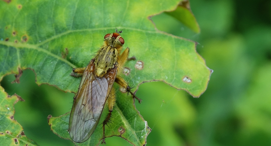 Cuchna nawozowa (Scathophaga stercoraria)
