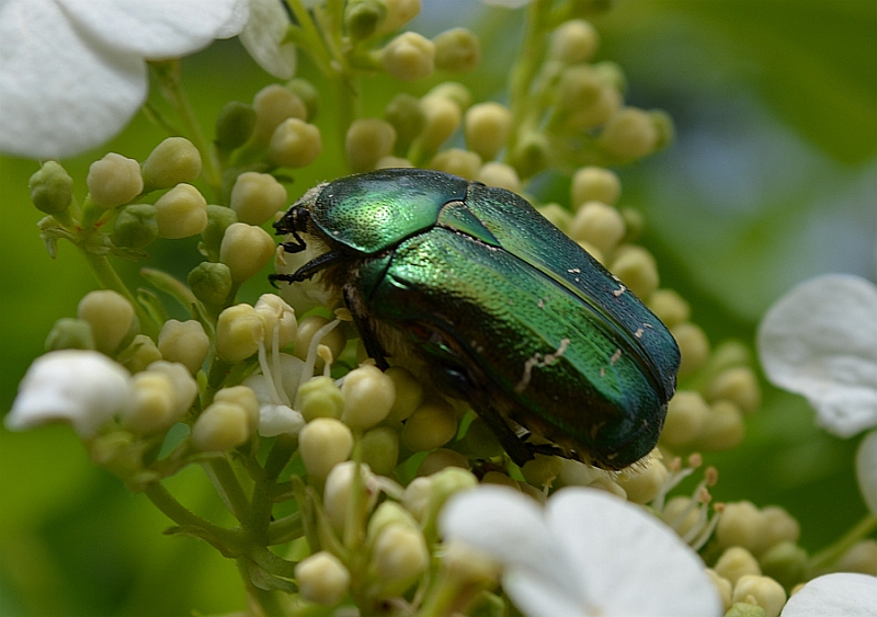 Kruszczyca złotawka (Cetonia aurata)