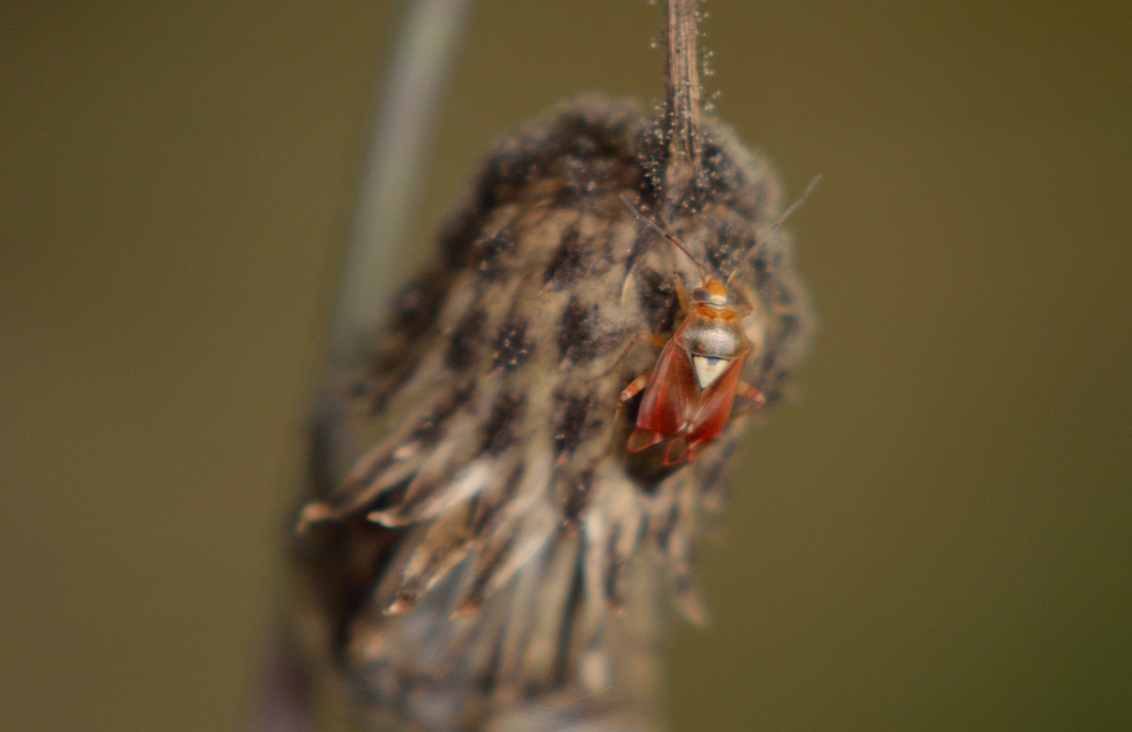 Zmienik ziemniaczak (Lygus pratensis)