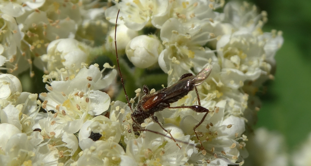 Kurtek mniejszy (Molorchus minor)