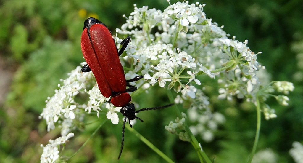 Ogniczek większy (Pyrochroa coccinea)