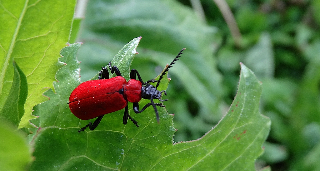 Ogniczek większy (Pyrochroa coccinea)