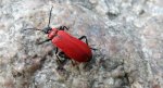 Ogniczek większy (Pyrochroa coccinea)